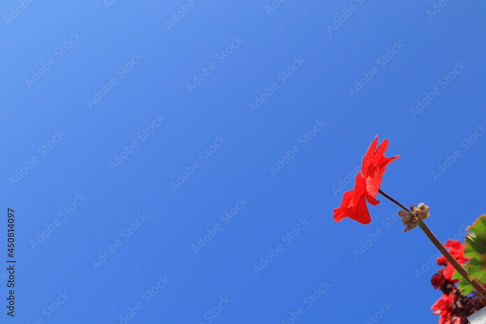 One red flower. Sunny shiny day with a clear blue sky. Very colorful and pretty view. Area for copy space. Värmland, Sweden, Scandinavia, Europe. One red flower. Sunny shiny day with a clear blue sky. Very colorful and pretty view. Area for copy space. Värmland, Sweden, Scandinavia, Europe.