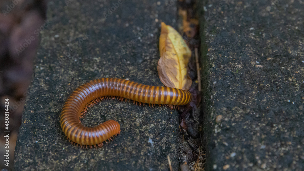 Mating millipede,millipede walking on ground in the rainy season of Thailand. Mating millipede,millipede walking on ground in the rainy season of Thailand.