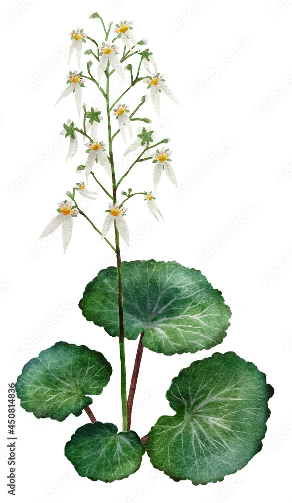 ユキノシタの花と葉っぱの水彩画イラスト Ilustracion De Stock Adobe Stock