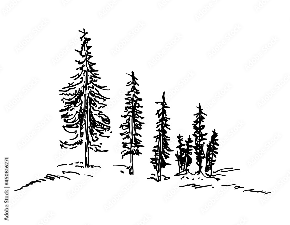 Pine trees. Christmas trees sketch. Collection of black and white fir. Vector silhouette of detailed Spruce forest