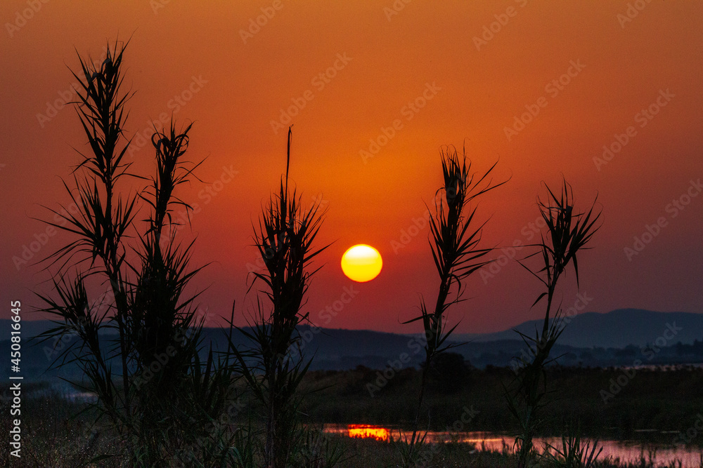 Sole all'alba sorge dietro le colline creando silouettes delle piante acquatiche Sole all'alba sorge dietro le colline creando silouettes delle piante acquatiche