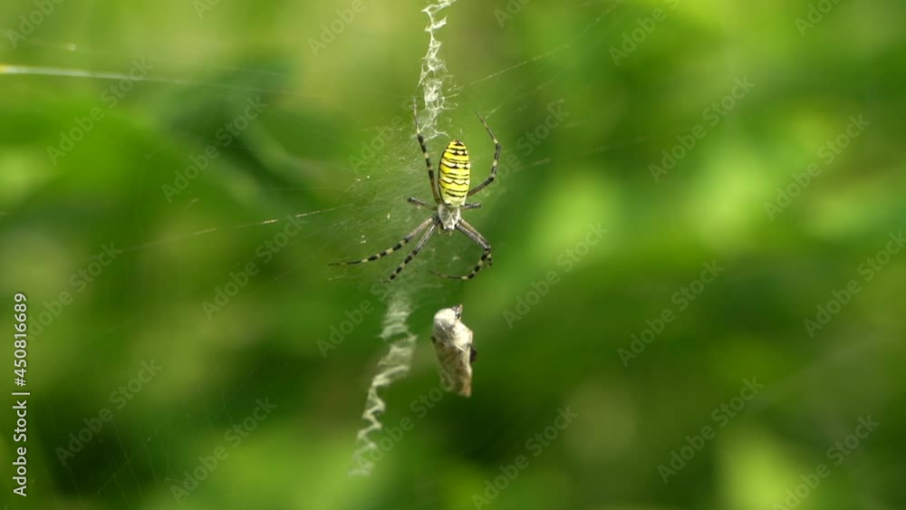 Horror shot as bee is being eaten alive by large yellow spider on the web. Horror shot as bee is being eaten alive by large yellow spider on the web.