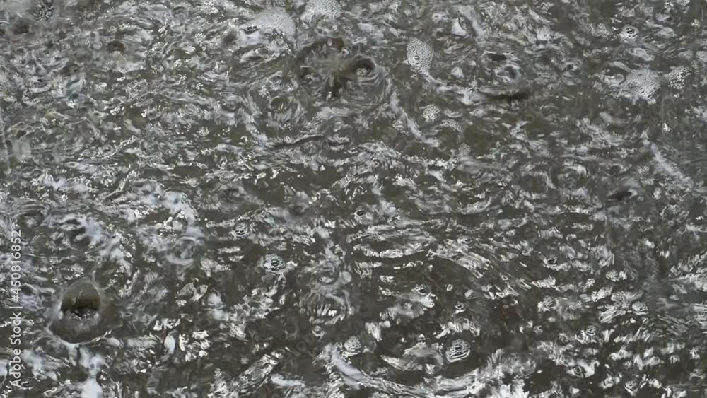 Drops of water falling in a puddle of rain during heavy pouring rain with audio track Drops of water falling in a puddle of rain during heavy pouring rain with audio track