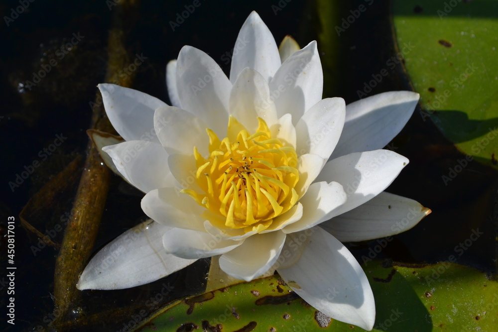 White water lily flower in water.