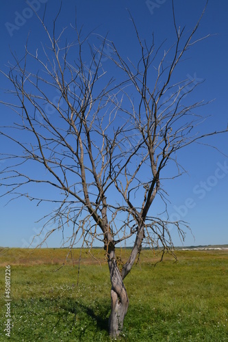 Dry tree on a green field.