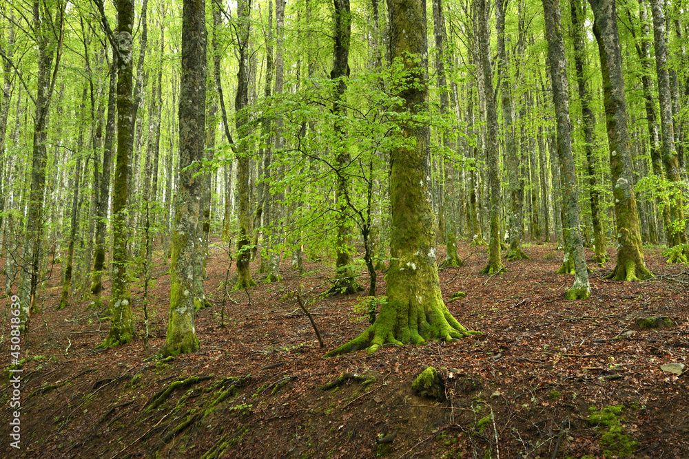 beautiful beech forest on tuscany mountains, spring season. Italy. beautiful beech forest on tuscany mountains, spring season. Italy.