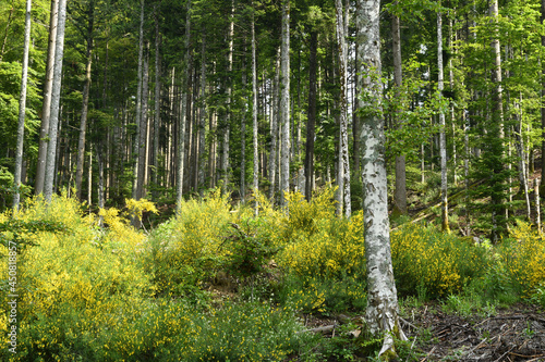 Beech forest with blooming gorse on the mountains in Tuscany  Italy.