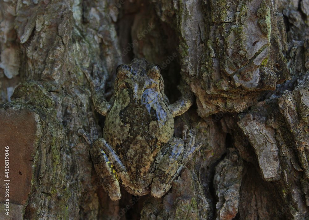 Gray Tree Frog Hyla chrysoscelis on pine tree in Eastern Texas Gray Tree Frog Hyla chrysoscelis on pine tree in Eastern Texas
