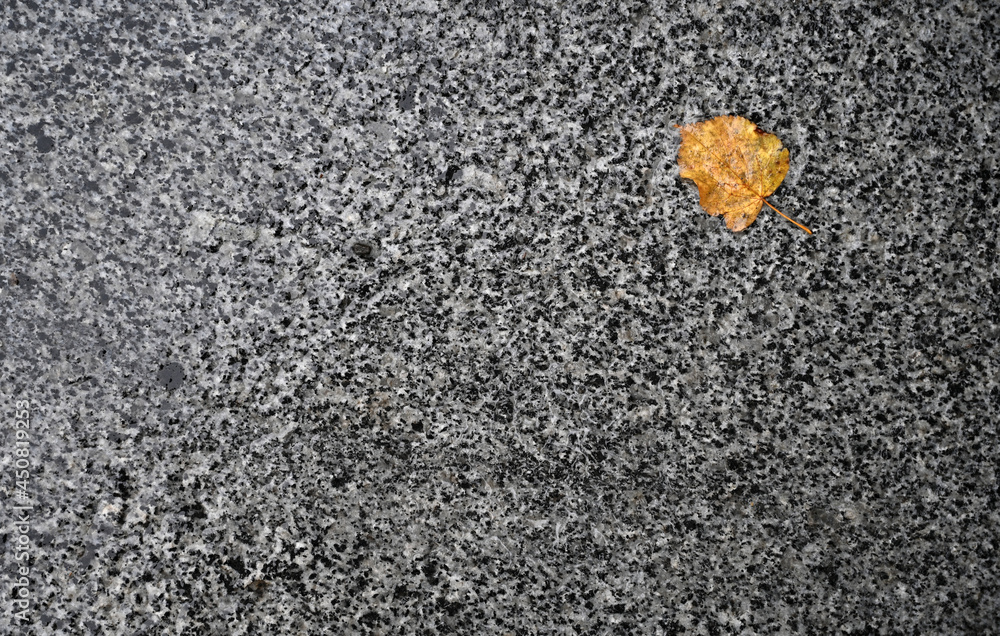 Fallen autumn leaf on the ground Fallen autumn leaf on the ground