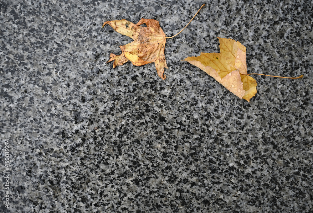 Fallen autumn leaves on the ground Fallen autumn leaves on the ground
