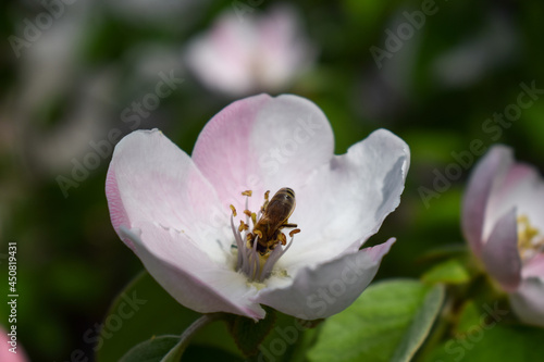 Spring bee work