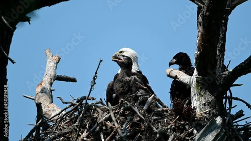 Adult Bald Eagle in Nest with Young Eaglets