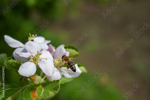 Bee on apple flower