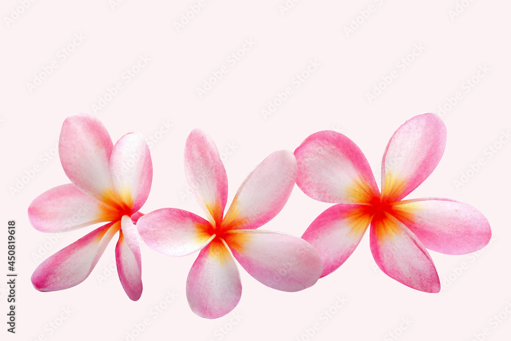 Pink plumeria soft petal and beautiful on isolated 