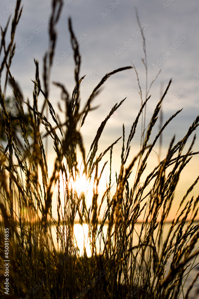 The sun shines through the wheat