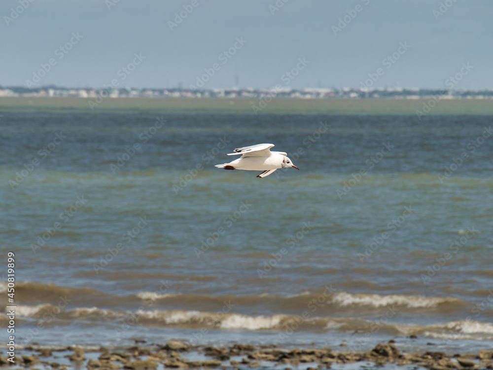 Fototapeta premium Mouette