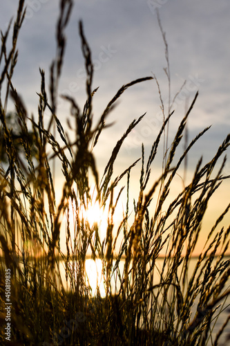 The sun shines through the wheat