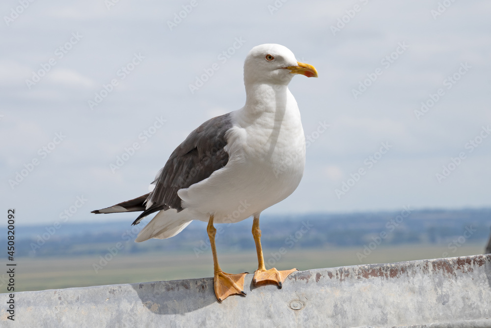 une mouette en gros plan sur le bord de mer une mouette en gros plan sur le bord de mer