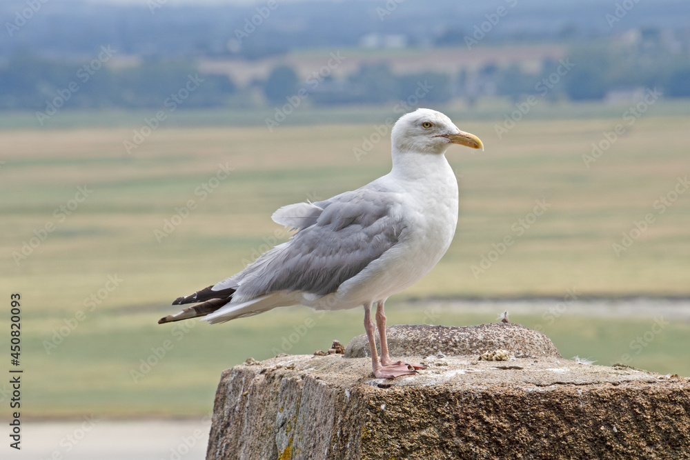 une mouette en gros plan sur le bord de mer une mouette en gros plan sur le bord de mer