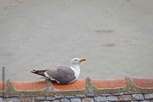 une mouette en gros plan  sur le bord de mer