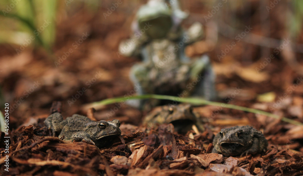 Texas Toads - Anaxyrus speciosus - With Statue of Frog King in Background