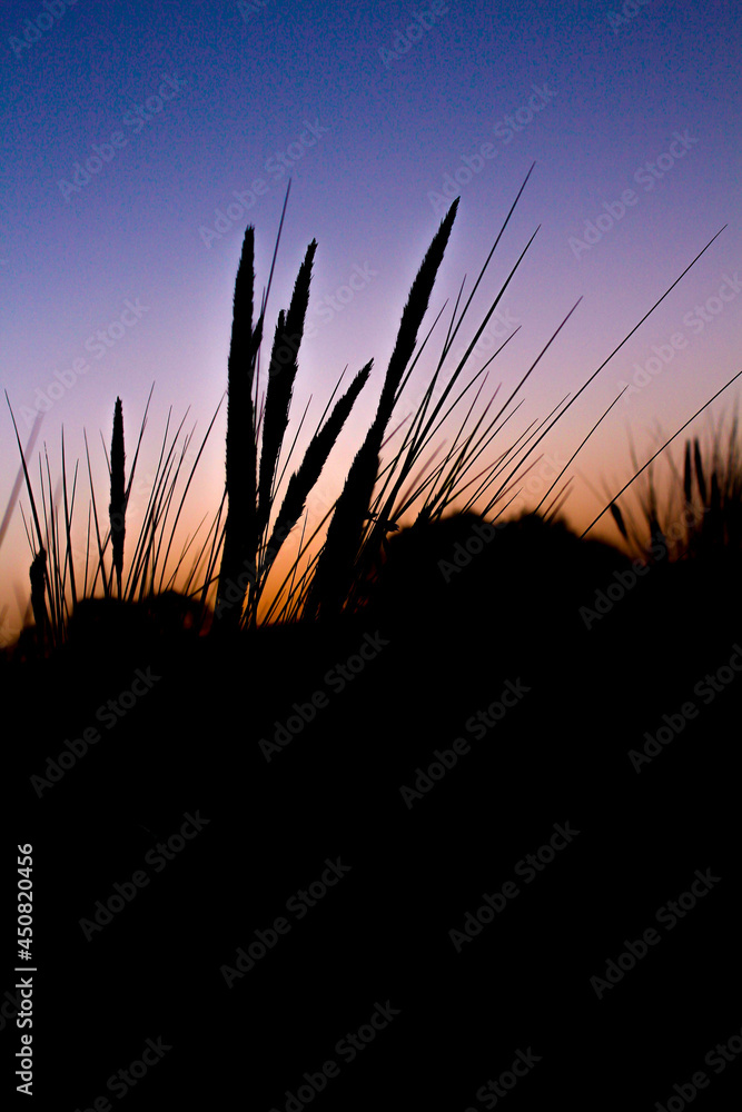 Beautiful picture of grasses on the beach at sunset