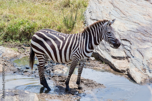 A male Zebra standing at the edge of a river. Taken in Kenya