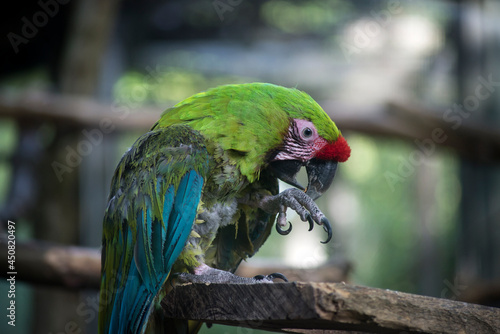 Portrait of colorful parrot in a zoologic park photo