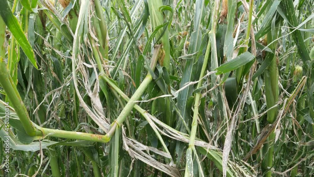 Close-up of a destroyed maize plant by heavy weather condition, climate change