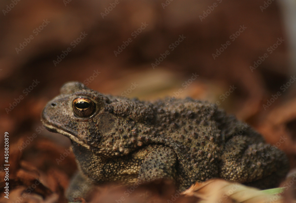 Obraz premium Texas Toad Anaxyrus speciosus in Garden in East Texas