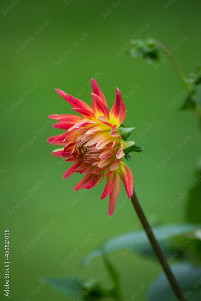 Closeup of orange dalhia in a public garden on green background