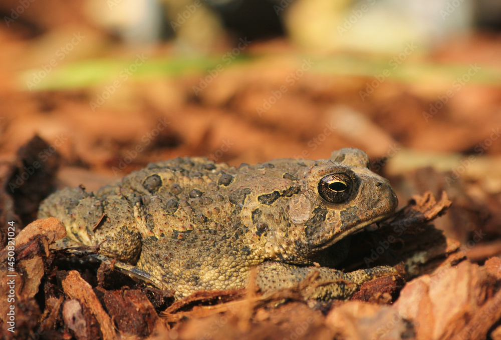 Fototapeta premium Texas Toad Anaxyrus speciosus in Garden in East Texas