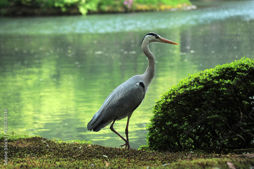 Fototapeta premium 兼六園で見たアオサギ