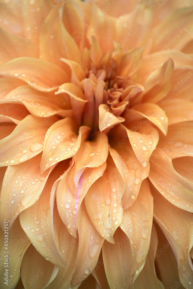 Closeup of rain drops on orange dalhia in a public garden