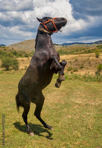  horse standing on its hind legs at the meadows