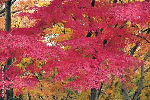 彩の国さいたま 武蔵嵐山の渓谷 紅葉盛りのころ