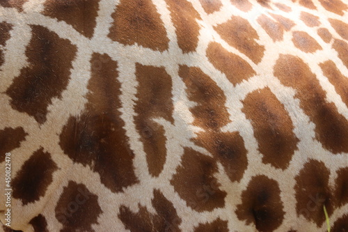 beautiful high giraffe spots wild long neck fast horns