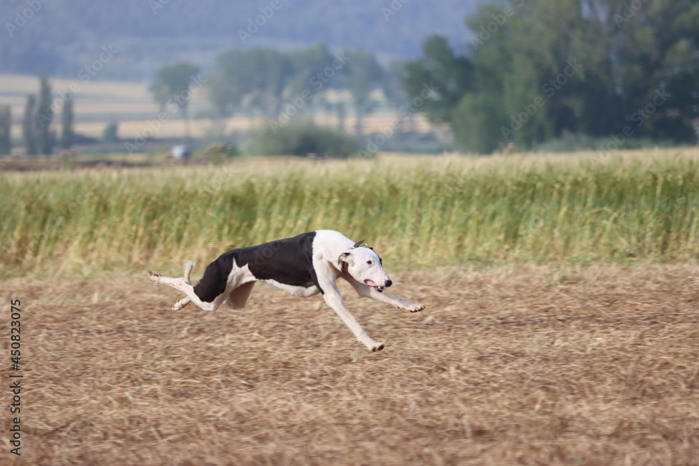 Spanish greyhound dog race hare hunting speed delivers passion Spanish greyhound dog race hare hunting speed delivers passion