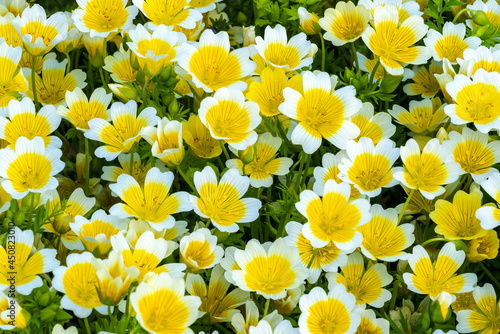 Poached egg plant, (Limnanthes douglasii)  a common annual garden flower plant growing throughout spring summer and autumn, stock photo image photo