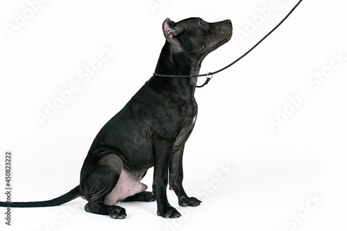 Fototapeta Naklejka Na Ścianę i Meble -  Young black American Pitbull Terrier dog, sitting on white background with narrow leash looks at owner or trainer. Close-up portrait of puppy with old-fashioned ears cut. Teaching moment, copy space.
