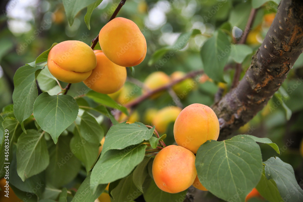 Sweet apricots fruits growing on a peach tree branch