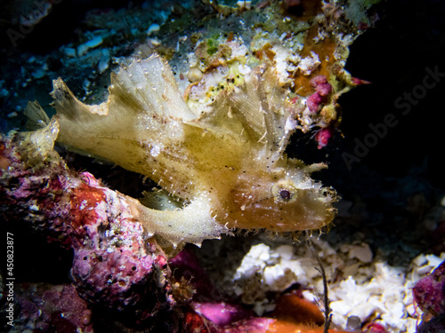 Leaf scorpionfish on  colorful reef.