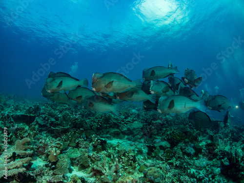 Fototapeta Naklejka Na Ścianę i Meble -  School of Bump head parrotfish on reef. Banda sea, Indoneia.