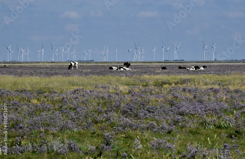 Kühe auf der Hallig Nordstrandischmoor photo