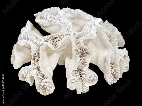 Fossilized Coral Platygyra Daedalea (Latin Name), Consisting of Thin Plates. Can Serve as a Decoration for Any Collection. Cut On Black Background