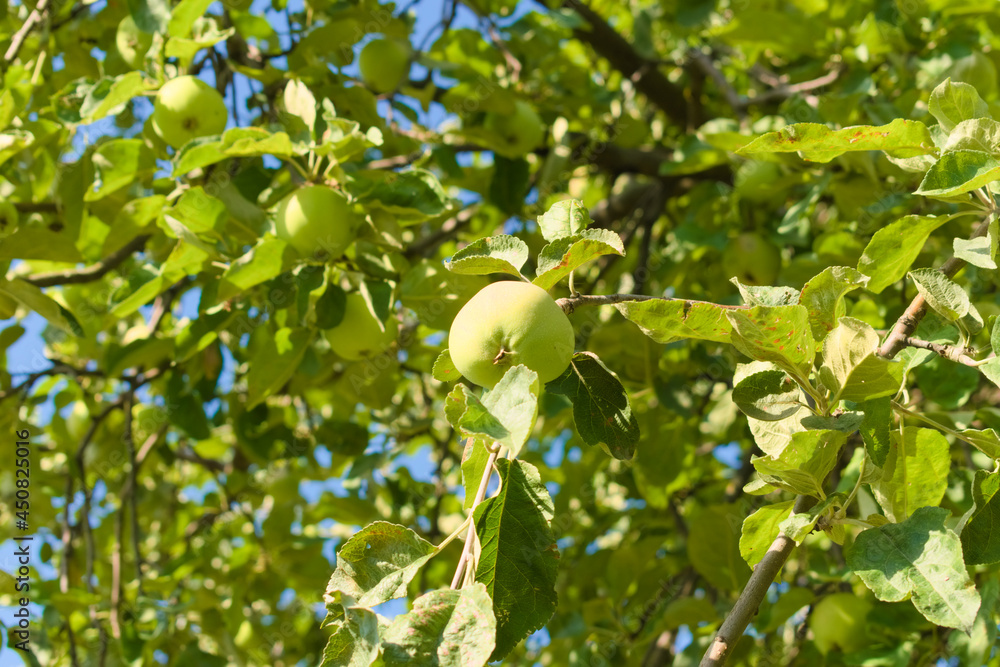 Ripening apples on the branches of an apple tree. Photos from the summer orchard