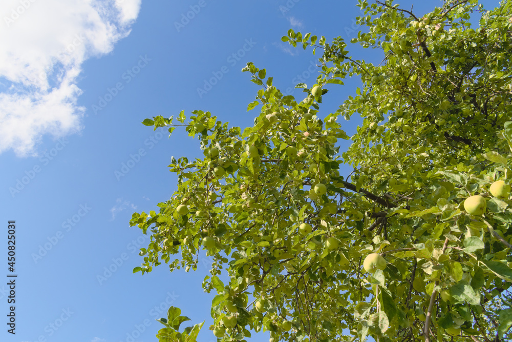 Apple trees with branches full of ripening fruits. Photos from summer orchard. Apple trees with branches full of ripening fruits. Photos from summer orchard.