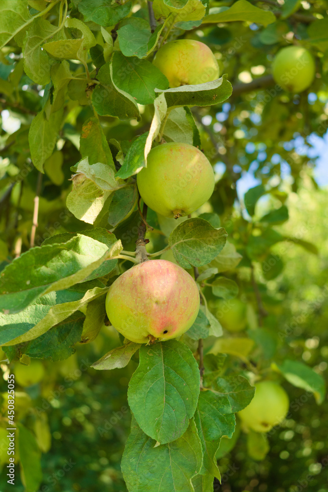 Ripening apples on the branches of an apple tree. Photos from the summer orchard