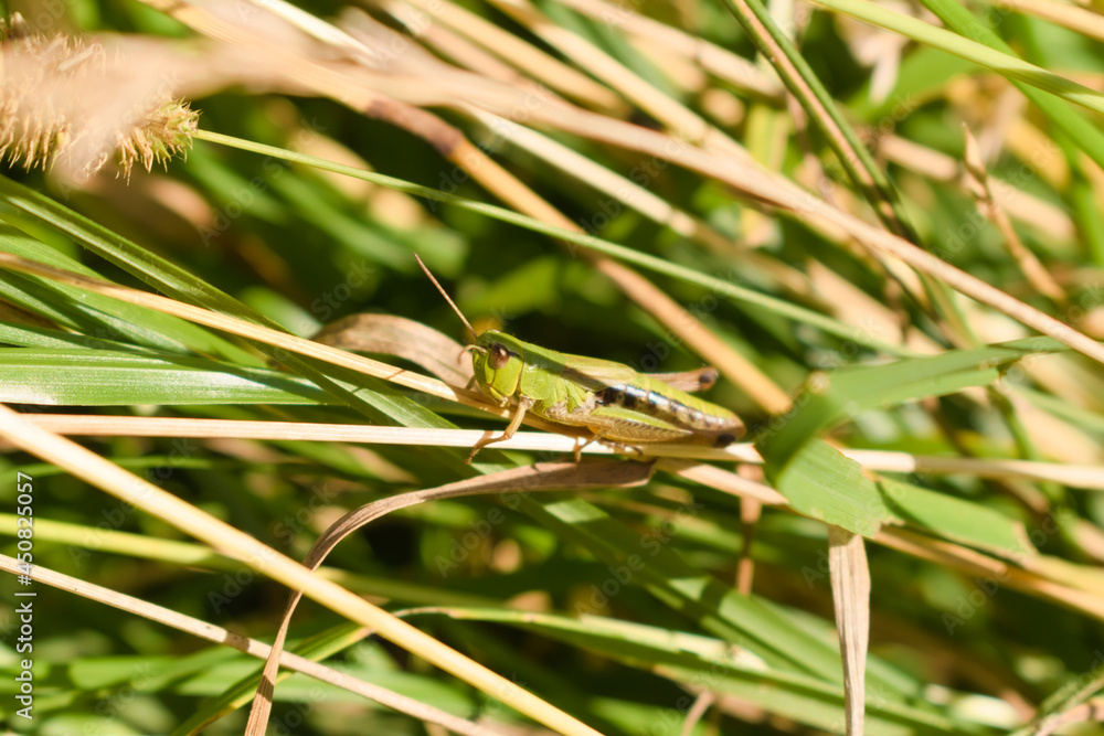 Little green colored grasshopper among grass