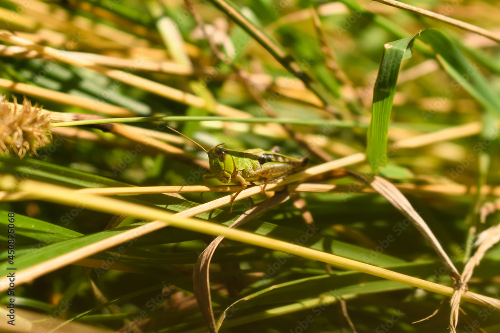 Little green colored grasshopper among grass